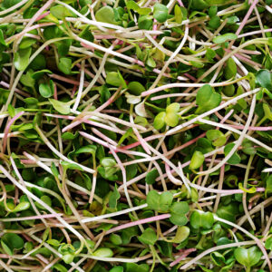 Microgreens salad (Micromezclum)
