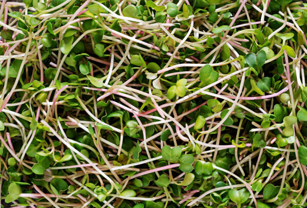 Microgreens salad (Micromezclum)