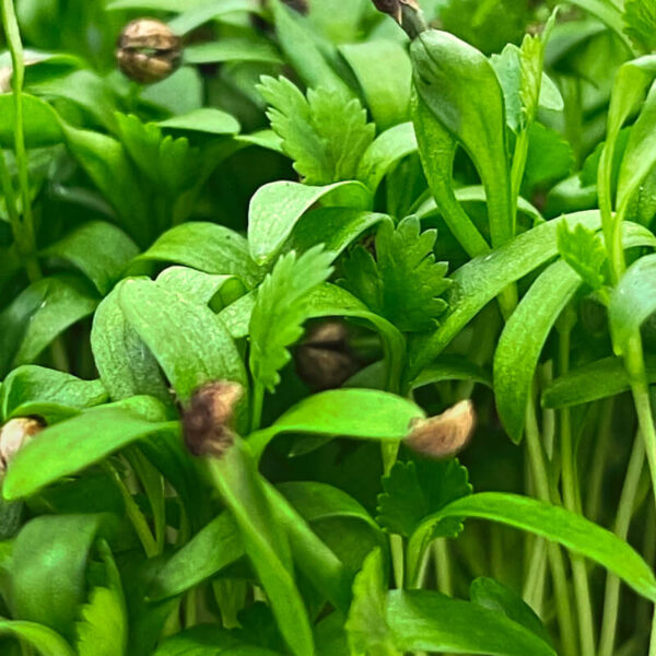 coriander