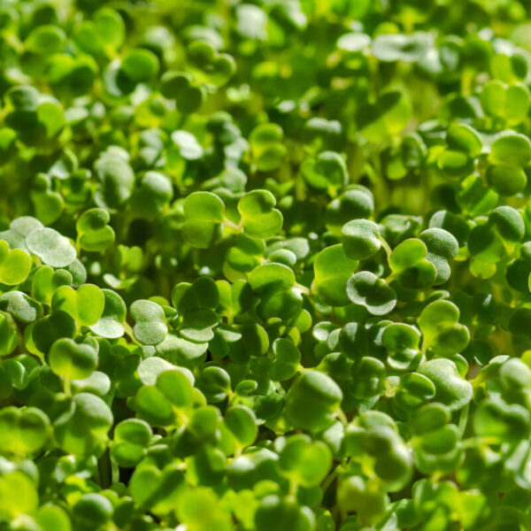 Rucola